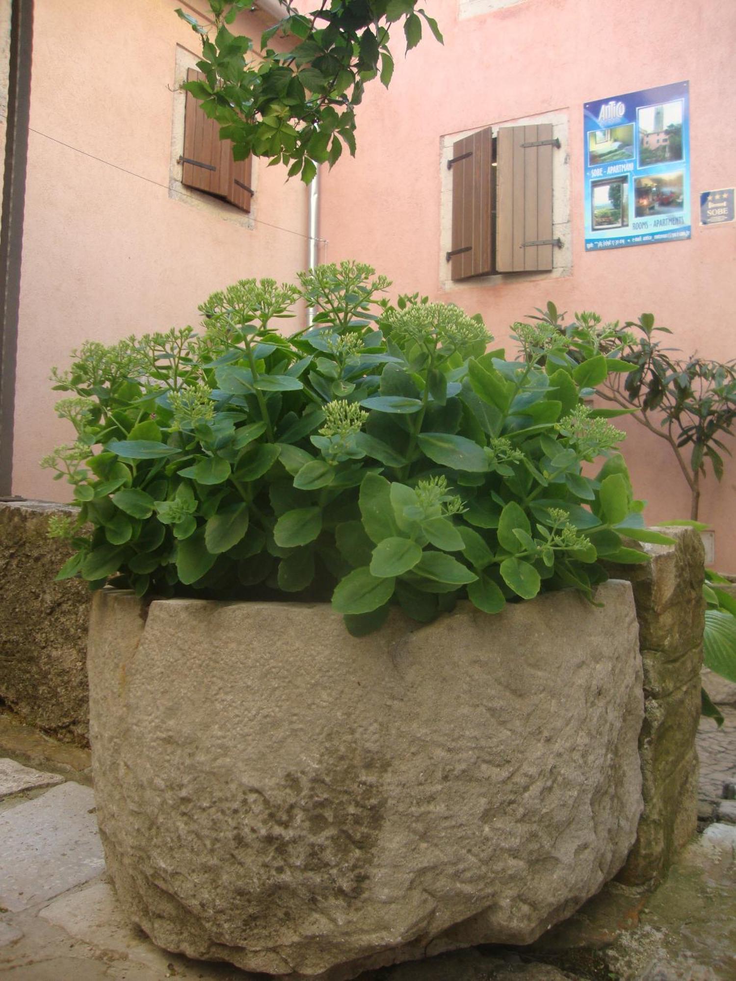 Bed & Breakfast Antico Motovun Εξωτερικό φωτογραφία